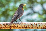 Robin On A Rusting Railing_DSCF20330